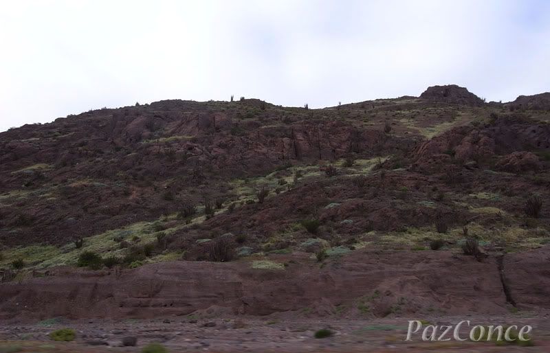 Eriosyce - Nuestro Desierto Florido (2010) - "CHILE, Fértil Provincia y